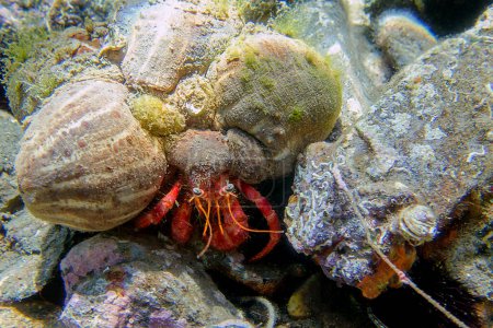 Photo for Great red hermit crab - Dardanus calidus - Royalty Free Image
