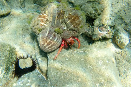 Photo for Great red hermit crab - Dardanus calidus - Royalty Free Image