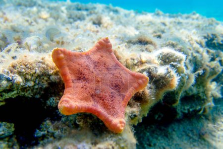 Photo for Placenta biscuit starfish, underwater image - (Sphaerodiscus placenta) - Royalty Free Image