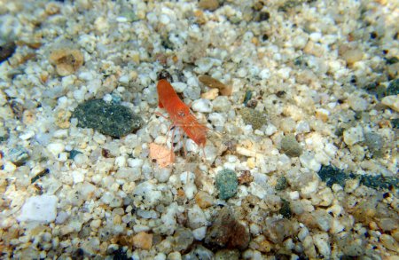 Photo for Orange European snapping prawn - (Alpheus macrocheles), Underwater image into the Mediterranean sea - Royalty Free Image
