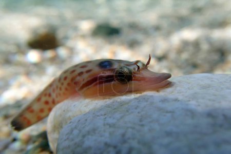 Téléchargez les photos : Le poisson de rivage - (Lepadogaster lepadogaster), image sous-marine dans la mer Méditerranée - en image libre de droit