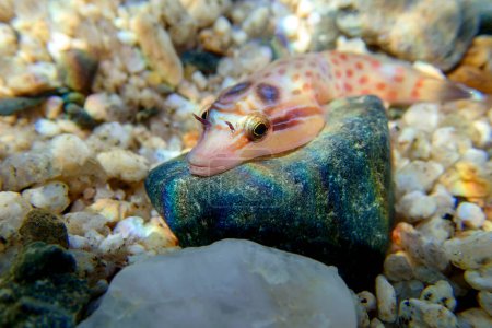 Téléchargez les photos : Le poisson de rivage - (Lepadogaster lepadogaster), image sous-marine dans la mer Méditerranée - en image libre de droit