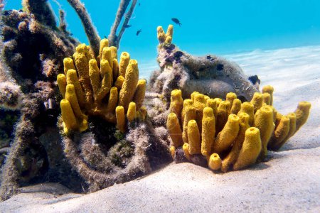 Téléchargez les photos : Tube jaune éponge marine - Aplysina aerophoba, image sous-marine dans la mer Méditerranée - en image libre de droit
