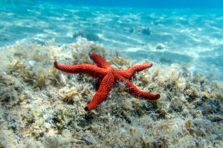 Photo for Echinaster sepositus - Red sea star, underwater image into the Mediterranean sea - Royalty Free Image