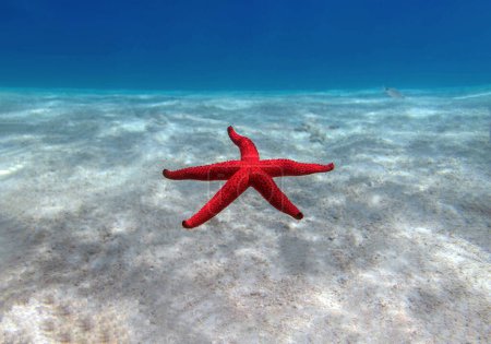 Téléchargez les photos : Echinaster sepositus - Étoile de mer rouge, image sous-marine dans la mer Méditerranée - en image libre de droit