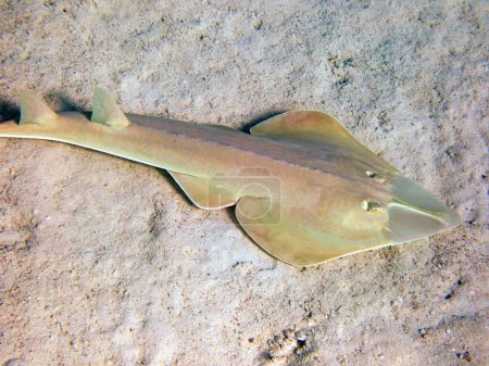 Photo for The halavi guitarfish - (Glaucostegus halavi), underwater photo into the Red Sea - Royalty Free Image