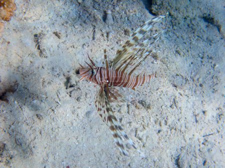 Photo for Lionfish (Pterois volitans) in the Red Sea - Royalty Free Image