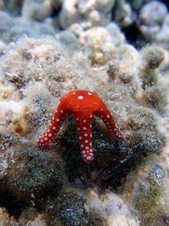 Photo for Ghardaqa red sea star - (fromia ghardaqana), underwater photo into the Red Sea - Royalty Free Image