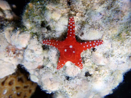 Photo for Ghardaqa red sea star - (fromia ghardaqana), underwater photo into the Red Sea - Royalty Free Image