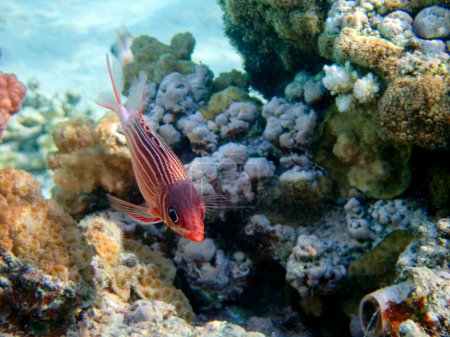 Photo for Crowned red squirrelfish - (Sargocentron diadema) - Royalty Free Image