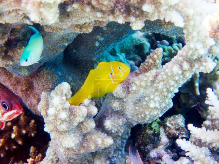 Téléchargez les photos : Citron corail goby fish - (Gobiodon citrinus) - en image libre de droit