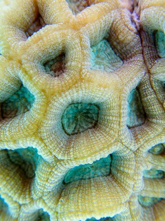 Photo for Knob LPS coral - (Favites rotundata), undersea macro photography - Royalty Free Image