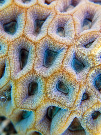 Téléchargez les photos : Bouton LPS corail - (Favoris rotundata), macro photographie sous-marine - en image libre de droit