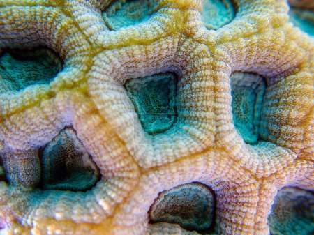 Téléchargez les photos : Bouton LPS corail - (Favoris rotundata), macro photographie sous-marine - en image libre de droit