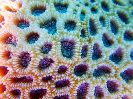 Photo for Knob LPS coral - (Favites rotundata), undersea macro photography - Royalty Free Image