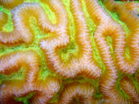 Photo for Colpophyllia natans - (Boulder Brain Coral), undersea macro photography - Royalty Free Image