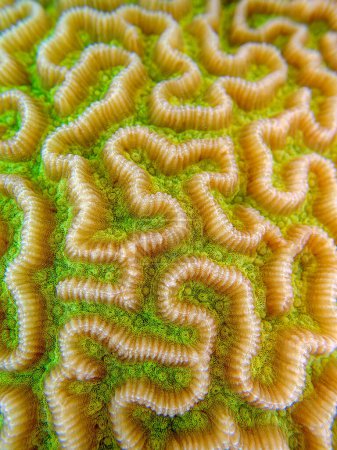 Photo for Colpophyllia natans - (Boulder Brain Coral), undersea macro photography - Royalty Free Image