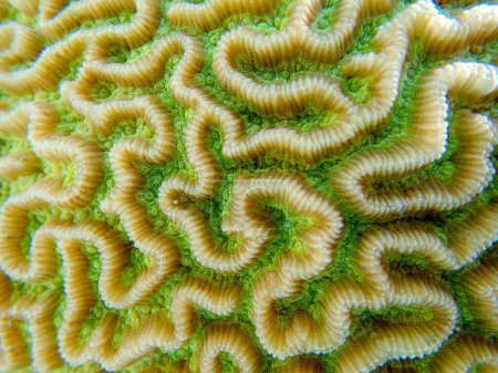 Colpophyllia natans - (Boulder Brain Coral), macrofotografía submarina 