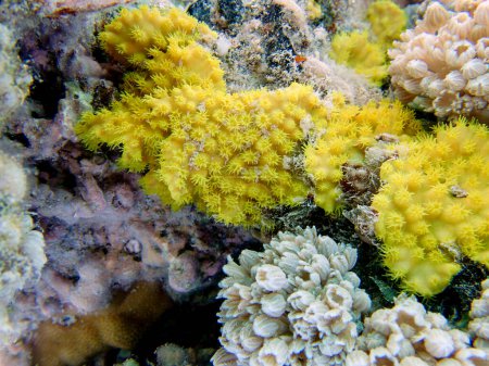 Photo for Yellow scroll coral - Turbinaria reniformis - Royalty Free Image