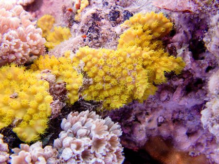 Photo for Yellow scroll coral - Turbinaria reniformis - Royalty Free Image