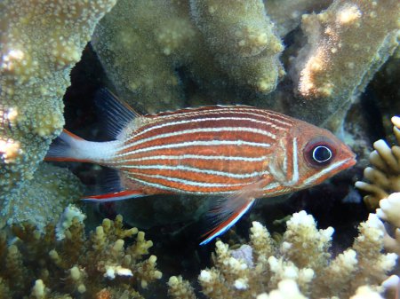 Photo for Crowned red squirrelfish - (Sargocentron diadema) - Royalty Free Image