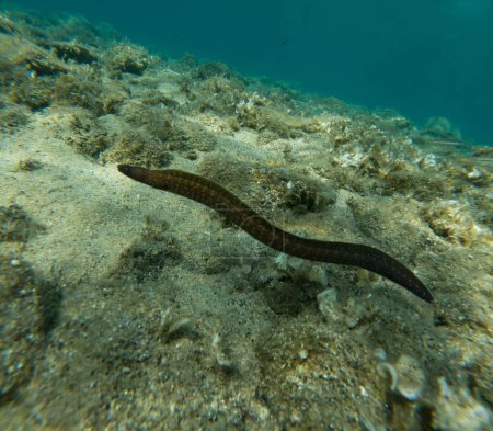 Téléchargez les photos : La murène méditerranéenne (parfois aussi appelée murène hélicène) est un poisson de la famille des murènes.. - en image libre de droit