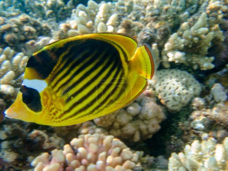 Photo for Red Sea raccoon butterflyfish - (Chaetodon fasciatus) - Royalty Free Image