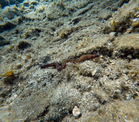 Téléchargez les photos : La murène méditerranéenne (parfois aussi appelée murène hélicène) est un poisson de la famille des murènes.. - en image libre de droit