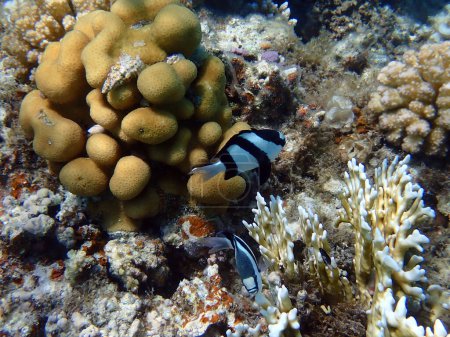Photo for Underwater coral reef scene with humbug damselfish - (Dascyllus aruanus) - Royalty Free Image