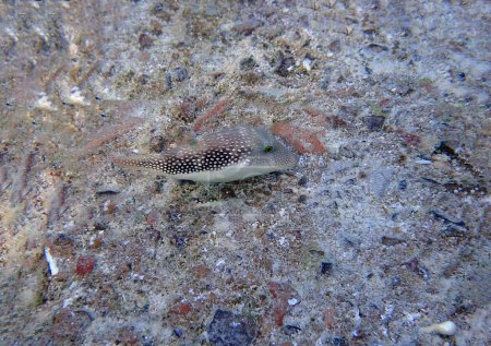 Foto de El pez globo de la nariz afilada de Bennett - Canthigaster bennetti - Imagen libre de derechos