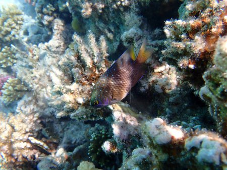 Foto de Vista submarina de un arrecife de coral tropical con damisela Jewel - (Plectroglyphidodon lacrymatus) - Imagen libre de derechos