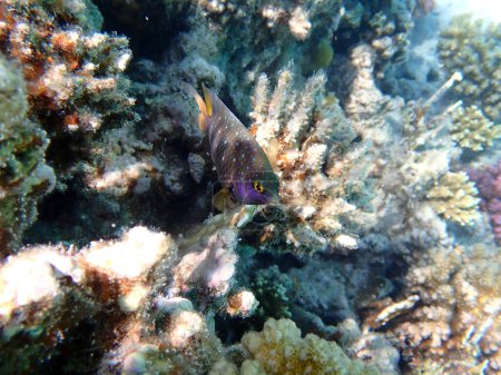 Foto de Vista submarina de un arrecife de coral tropical con damisela Jewel - (Plectroglyphidodon lacrymatus) - Imagen libre de derechos