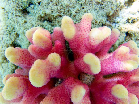 Foto de Especies de Pocilloporidae, coral pedregoso en el mar - Imagen libre de derechos