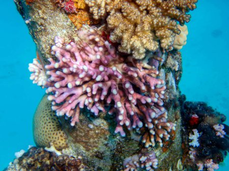 Foto de Especies de Pocilloporidae, coral pedregoso en el mar - Imagen libre de derechos