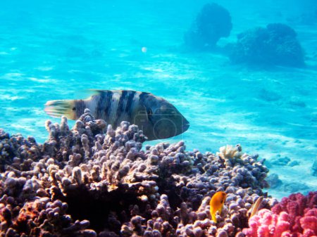 Téléchargez les photos : Vue sous-marine d'un récif corallien tropical avec une tortue à queue balai - (Cheilinus lunulatus) - en image libre de droit