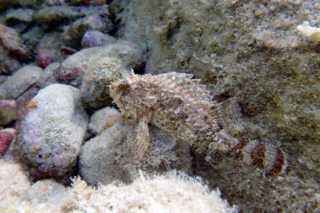 Photo for Black Scorpionfish - (Scorpaena Porcus), Undersea photography - Royalty Free Image