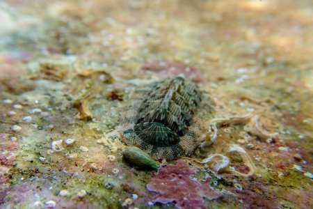 Téléchargez les photos : Chiton, un mollusque marin polyplacophoré de la famille des Chitonidae - en image libre de droit