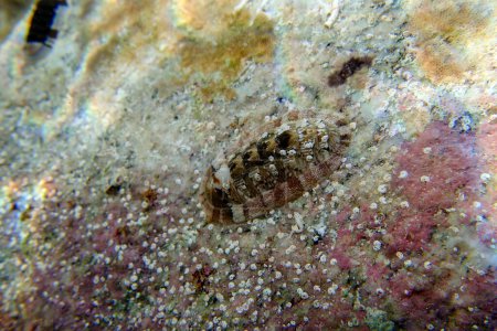 Photo for Chiton, a marine polyplacophoran mollusk in the family Chitonidae - Royalty Free Image