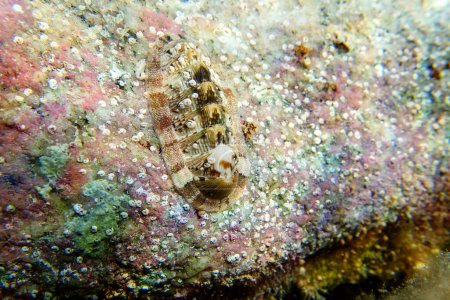 Photo for Chiton, a marine polyplacophoran mollusk in the family Chitonidae - Royalty Free Image