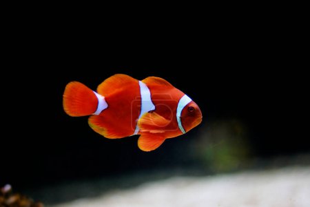 Foto de Clownfish granate aislado en acuario- (Premnas biaculeatus) - Imagen libre de derechos
