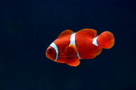 Foto de Clownfish granate aislado en acuario- (Premnas biaculeatus) - Imagen libre de derechos