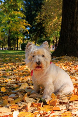 Photo for West Highland White Terrier sitting in the park with autumn leaves. - Royalty Free Image