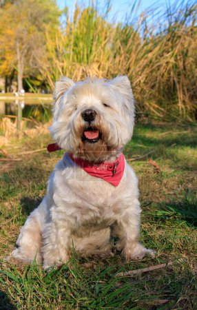 Photo for West Highland White Terrier sitting in the park with autumn leaves. - Royalty Free Image