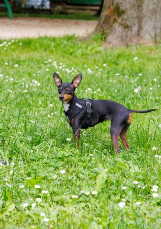 Photo for (Prague Ratter) The smallest breed of dog - Royalty Free Image