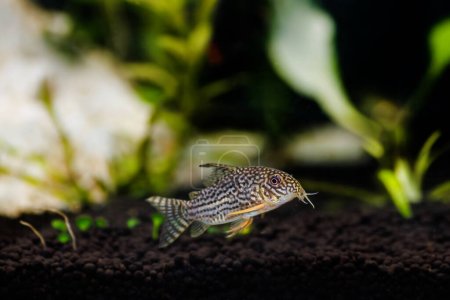 Corydoras sterbai - Sterba's Cory fish