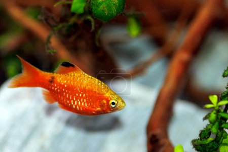 Barbe rose (Barbe rouge) poisson d'eau douce en aquarium - Puntius conchonius
