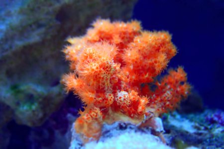 Foto de Naranja Coliflor Coral - Scleronephthya spp. coral blando en acuario de arrecife - Imagen libre de derechos