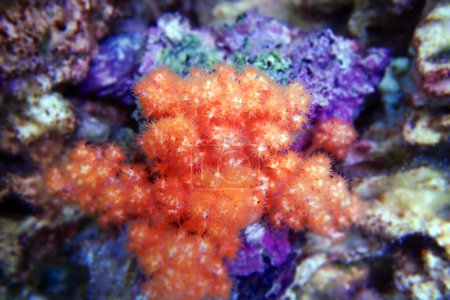Foto de Naranja Coliflor Coral - Scleronephthya spp. coral blando en acuario de arrecife - Imagen libre de derechos