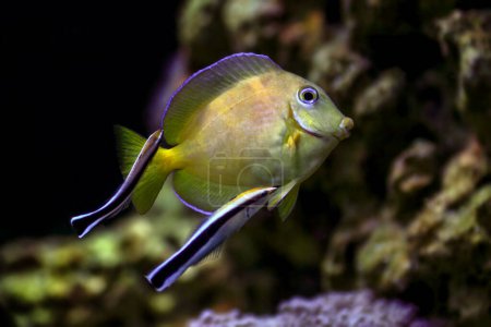 Téléchargez les photos : Tang jaune (bleu) juvénile de l'Atlantique nettoyée par le docteur wrasse poissons dans un aquarium marin - en image libre de droit