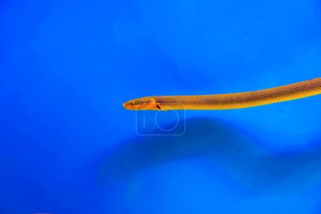 El cangrejo, el rape o el pez serpiente - (Erpetoichthys calabaricus), fotografiando en acuario de agua dulce